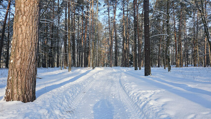Serene Snow-Covered Forest Trail