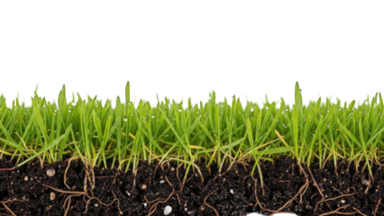 Green Grass and Soil Cross-section with Roots
