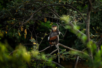 The rare red-shanked douc lives in the forests of Vietnam. A troop of red langurs in the Asian jungle. A family of red monkeys in the forest during the summer.