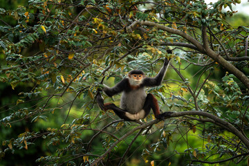 The rare red-shanked douc lives in the forests of Vietnam. A troop of red langurs in the Asian jungle. A family of red monkeys in the forest during the summer.
