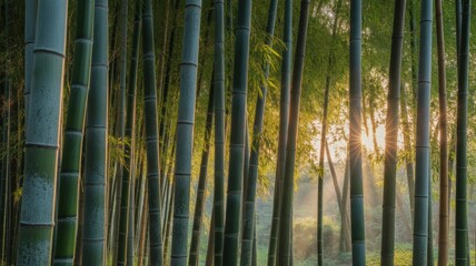 Fototapeta premium Tranquil Bamboo Forest with Sun Rays at Dawn