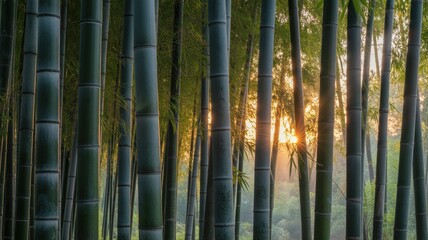 Fototapeta premium Tranquil Bamboo Forest with Sun Rays at Dawn