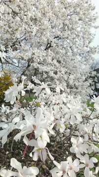 Slow motion magnolia stellata flowers fill frame during quiet spring bloom