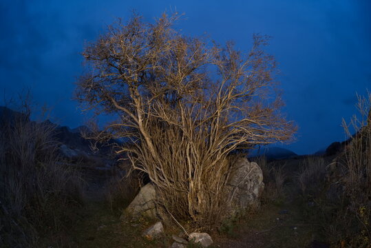 Russia. The South of Western Siberia, the Altai Mountains. Autumn moonlit night in the stone valley of the mountain river Katun near the village of Inia.