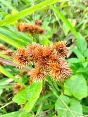 Wild Brown Spiky Grass Flower in Natural Green Environment