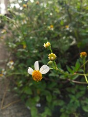 Wild Daisy-Like Flower with Yellow Center in Natural Garden