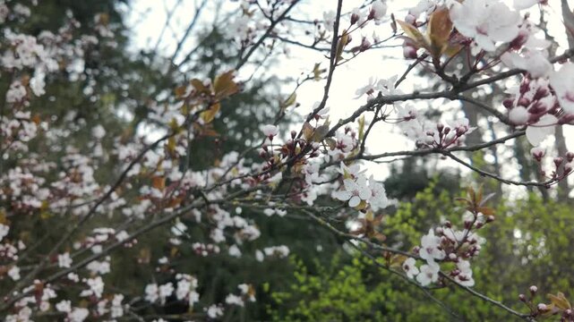 Small white prunus blossoms open toward green spring background