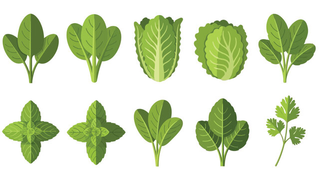 Collection of flat design illustrations depicting various fresh leafy green vegetables and herbs