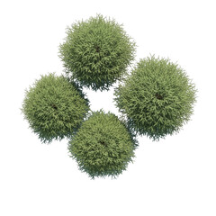Four round green coniferous trees viewed from directly above isolated on a transparent background plant