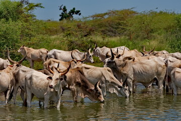 West Africa. Senegal. A herd of humpback Zebu cows with huge horns drink water from a small lake on the Atlantic Ocean coast. © Александр Катаржин