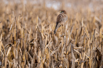 A kestrel sits on a dried corn stalk in a harvested field, symbolizing wildlife in agricultural landscapes during winter, showing nature's resilience in rural environments.