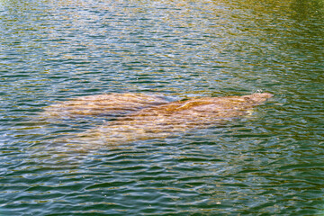 Obraz premium A manatee mother with her calf