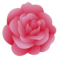 An isolated illustration of a pink rose.