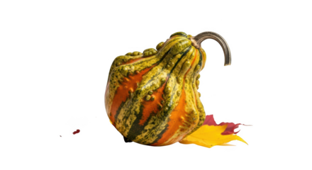 Bumpy ornamental gourd with green orange stripes and autumn leaves isolated on a transparent background