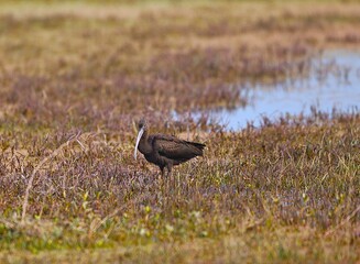 Stork in lake