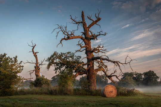 Massive dead Rogalin oak dominates a foggy meadow in warm sunrise light, with another ancient oak and a round hay bale