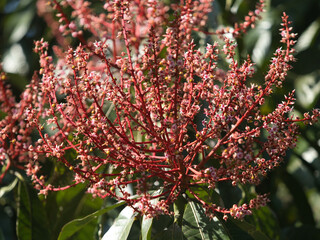 Horse mango  blossoms in season when they bloom red.