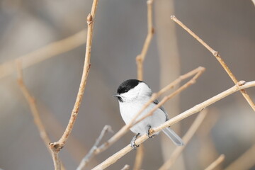 枝に止まるハシブトガラ © まー