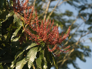 Horse mango  blossoms in season when they bloom red.