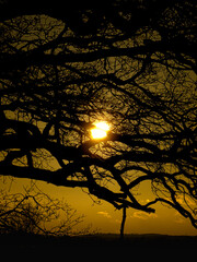 Symmetry of tree branches with bright sun at golden sunset background