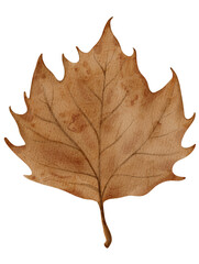 Fototapeta premium autumn maple leaf watercolor illustration 