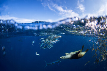 The sea lions are hunting sardines. A bait ball of sardines near Baja California in Mexicko....