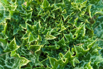 Milk thistle leaves - Latin name - Silybum marianum, Silybum marianum plant in a mountain forest, Macro shot of Silybum marianum leaf