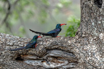 Green wood hoopoe (Phoeniculus purpureus) searching for food in trees in the Kruger National Park in South Africa © henk bogaard