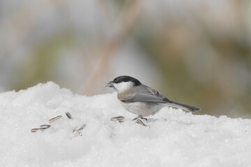 雪の中で餌を探すハシブトガラ