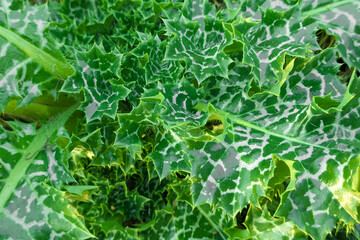 Milk thistle leaves - Latin name - Silybum marianum, Silybum marianum plant in a mountain forest, Macro shot of Silybum marianum leaf