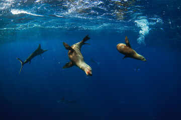 Obraz premium The sea lions are hunting sardines. A bait ball of sardines near Baja California in Mexicko. California sea lions target a school of Sardinops sagax.