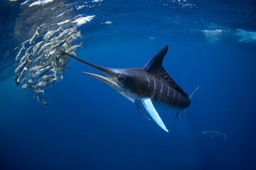 Striped marlins are hunting a small sardines. One of the fastest fish in the ocean. Fish with the...