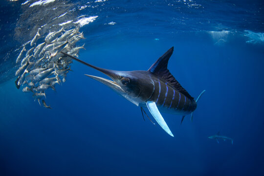 Striped marlins are hunting a small sardines. One of the fastest fish in the ocean. Fish with the long sword on their head.