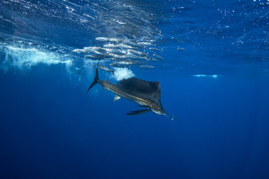 The fastest fish in the ocean has sword on its head. Indo Pacific sailfish during hunt around the coast of Baja California. The sailfish caught is a sardine.