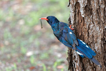 Green wood hoopoe (Phoeniculus purpureus) searching for food in trees in the Kruger National Park in South Africa © henk bogaard