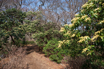 Climbing Mount Amagi, Shizuoka, Japan