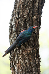 Green wood hoopoe (Phoeniculus purpureus) searching for food in trees in the Kruger National Park in South Africa © henk bogaard