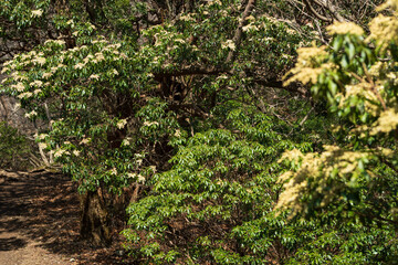 Fototapeta premium Climbing Mount Amagi, Shizuoka, Japan