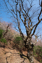 Obraz premium Climbing Mount Amagi, Shizuoka, Japan