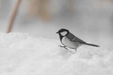 雪の中で遊ぶシジュウカラ