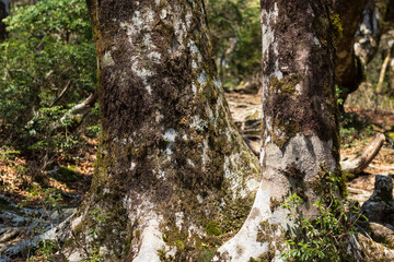 Climbing Mount Amagi, Shizuoka, Japan