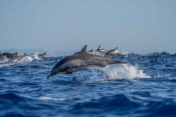 Fototapeta premium Common dolphins are playing in the waves. A large group of dolphins are searching for food. The dolphins are leaping out of the water.