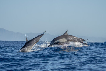 Fototapeta premium Common dolphins are playing in the waves. A large group of dolphins are searching for food. The dolphins are leaping out of the water.