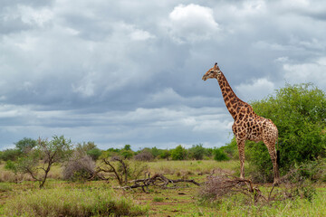 Fototapeta premium South African Giraffe (Giraffa giraffa giraffa) or Cape giraffe searching for water and food on the savanna in Kruger National Park in South Africa
