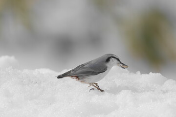雪の中を歩くゴジュウカラ