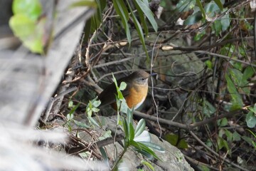 Male Daurian Redstart