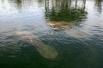 Obraz premium A group of Florida manatees