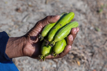 Close-up of a hand holding fresh green sponge gourds (Luffa aegyptiaca). Also known as loofah or ridge gourd, this organic vegetable is harvested from a garden and popular in South Asian cuisine.