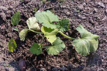 Close-up of a tender young squash sprout emerging from fertile organic soil. Represents sustainable agriculture, home gardening growth, and the eco-friendly process of planting vegetables.