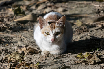 A domestic cat sitting on dry, sunlit ground outdoors with fallen leaves, looking directly at the camera. Beautiful golden hour lighting highlights the feline in a natural setting.